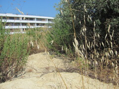Avena sterilis