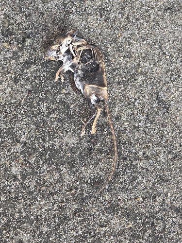 Mystery Animal
