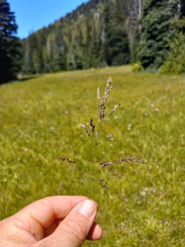 Poa trivialis, photograph 2