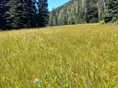 Poa trivialis, photograph author not stated, no rights reserved