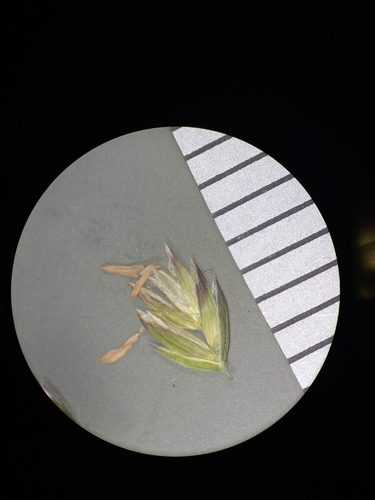 Poa trivialis, photograph 4