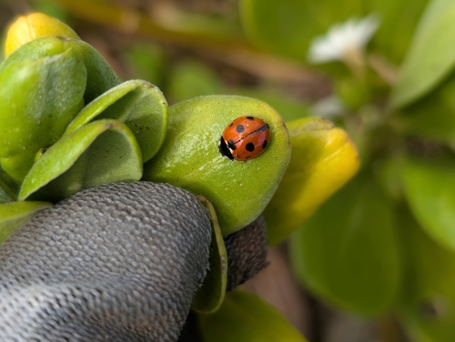 Coccinella septempunctata observed 2026-07-30