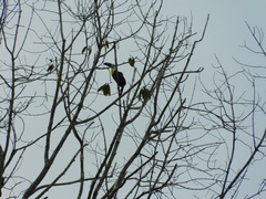Ramphastos vitellinus