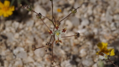 Nemacladus rubescens