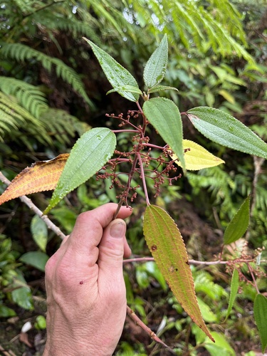 Leucosyke corymbulosa observed 2026-07-24