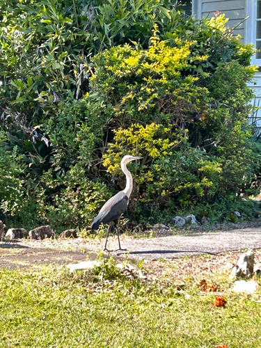 White-necked Heron