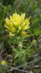 Castilleja wightii