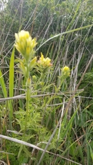 Castilleja wightii