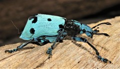 Ericydeus schoenherri