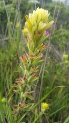Castilleja wightii
