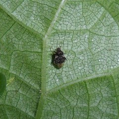 Pycnoderes quadrimaculatus