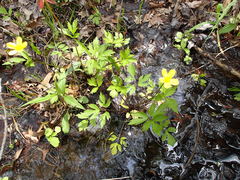Ranunculus hispidus nitidus