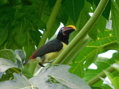 Pteroglossus viridis