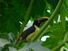 Pteroglossus viridis