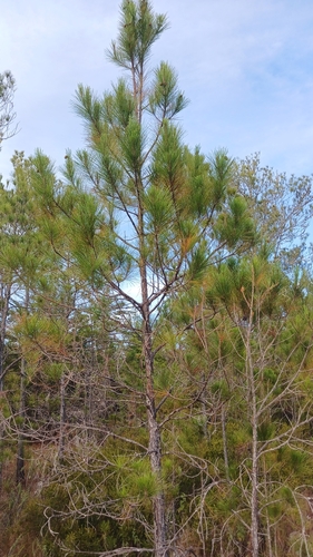 Pinus occidentalis