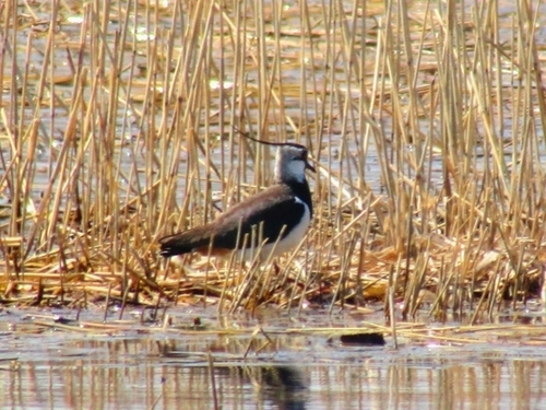 Northern Lapwing