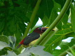 Pteroglossus viridis