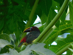 Pteroglossus viridis