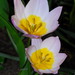 Tulipa saxatilis - Photo (c) Nicholas Turland, algunos derechos reservados (CC BY-NC-ND)