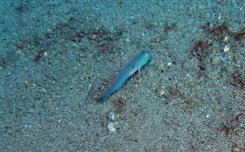 Iniistius pentadactylus observed 2026-07-05