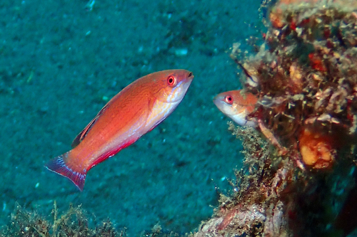 Paracheilinus lineopunctatus observed 2026-07-05