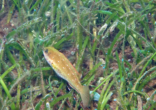 Stekeltand-papegaaivis (Calotomus spinidens) — Scaridae — 5