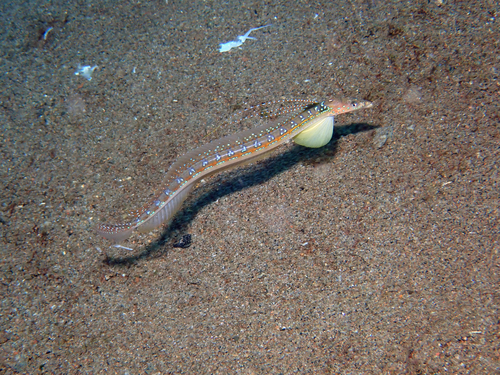Trichonotus observed 2026-07-05