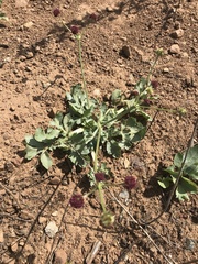 Sanicula bipinnatifida