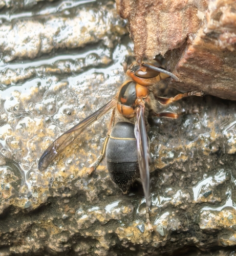 Vespa mocsaryana