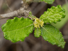 Bernardia myricifolia