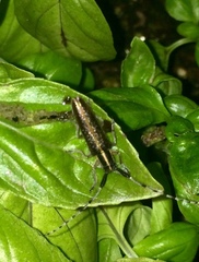 Agapanthia suturalis