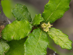 Bernardia myricifolia, photograph (c) Turner Brockman, some rights reserved (CC BY-SA)