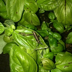 Agapanthia suturalis