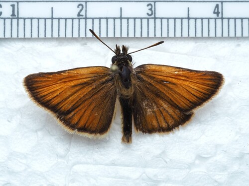 Essex Skipper photo 3