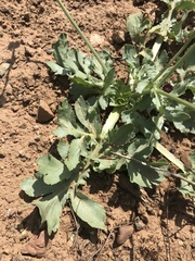 Sanicula bipinnatifida