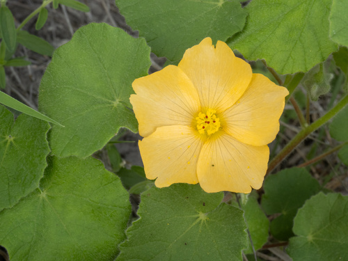 Abutilon wrightii
