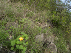 Abutilon wrightii, photograph (c) Turner Brockman, some rights reserved (CC BY-SA)