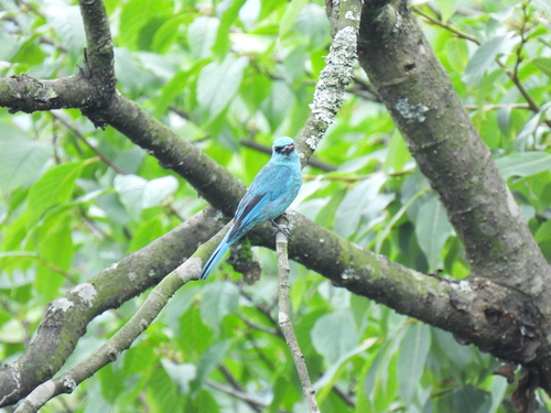 Verditer Flycatcher