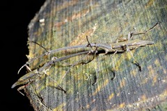 Lasiorhynchus barbicornis