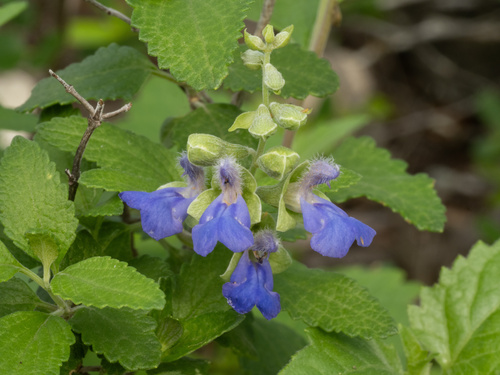 Salvia ballotiflora, photograph 2