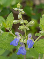 (c) Turner Brockman, some rights reserved (CC BY-SA) Salvia ballotiflora, photograph (c) Turner Brockman, some rights reserved (CC BY-SA)