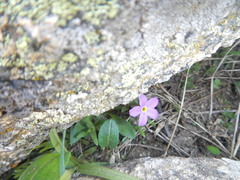 Primula angustifolia