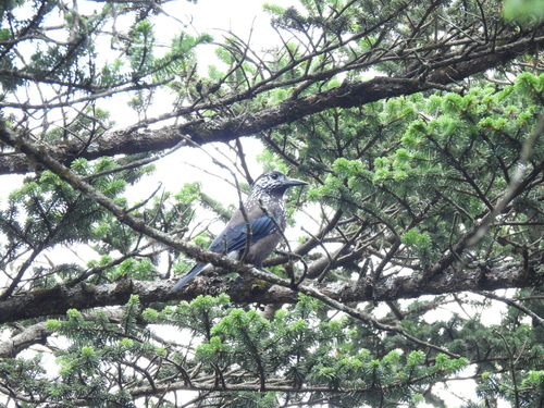 Southern Nutcracker