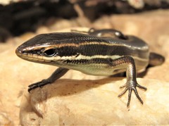 Aspronema dorsivittatum