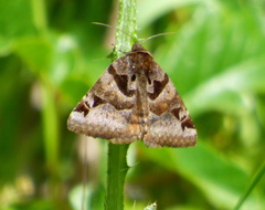 Euclidia ardita
