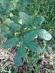 Psychotria loniceroides