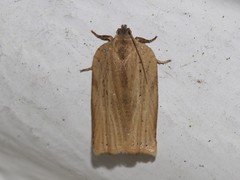 Meridemis
