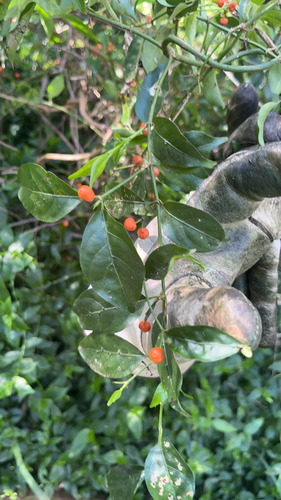 Gynochthodes jasminoides, photograph 2