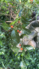 Gynochthodes jasminoides, photograph (c) Kevin Jäger, some rights reserved (CC BY)