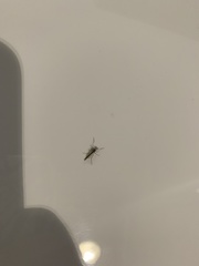 Chironomus